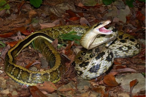 信贷 国内最没“牌面”的蛇，总是被人信手拈来，却是老鼠的最大克星