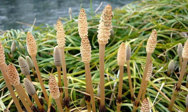 以为在他心中很在乎我 “贪财”的草能吸黄金？凭它能找到金属矿藏，却被农民年年铲除