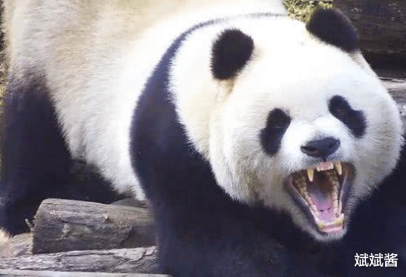 老虎 在野外老虎遇上熊猫会怎样，是否会吃掉熊猫？