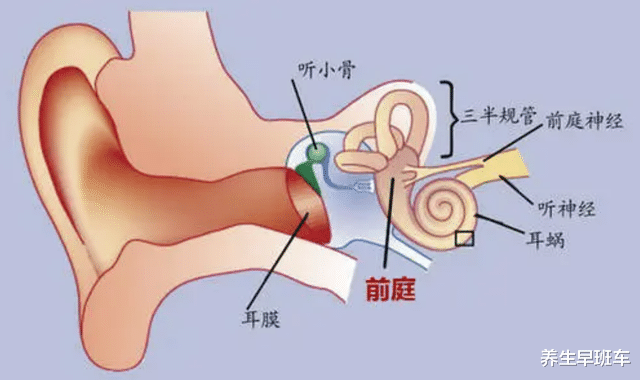 养生早班车 为什么有的人一坐车就晕，而有的人没事？
