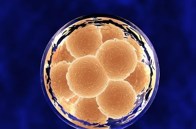 多巴胺 爱的“火花”原来真的有！研究员：精子和卵子接触会产生“火焰”