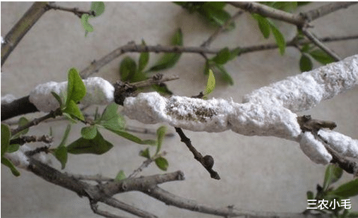 |因寄生虫改名的树，却能从头吃到脚，虫子的产物在古代成了奢侈品