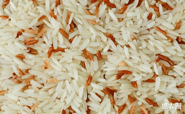 印度長粒水稻很受歡迎，出口賺不少錢，為何我國農民不種植？-圖2