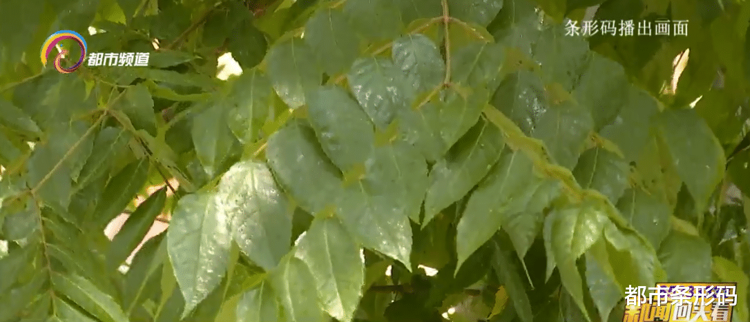 都市条形码 行道树上长虫了！专家：不必紧张，是蚜虫