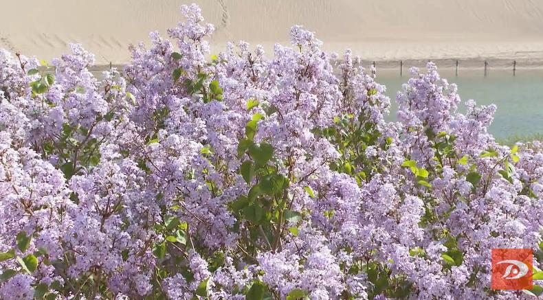 掌上敦煌 月牙泉边丁香花开醉游人