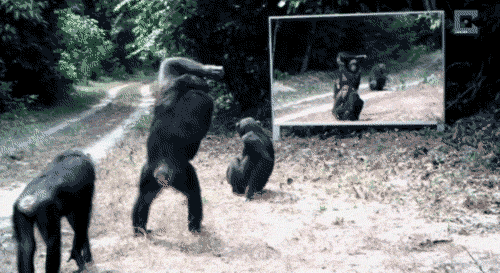 基因 人类基本没有3岁前的记忆，这是真的吗？其中的原因是什么？