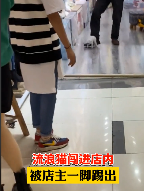衣美的小空间 流浪猫被店主一脚踢飞，引网友怒骂：没有爱心生意做不长久