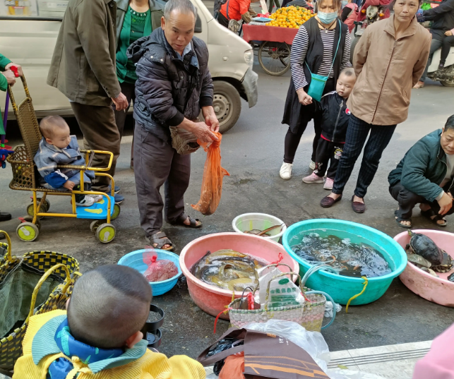 甲鱼|街边偶遇卖鱼人, 甲鱼黄鳝野鸡都有, 怕除了人是野生的其余都是养殖