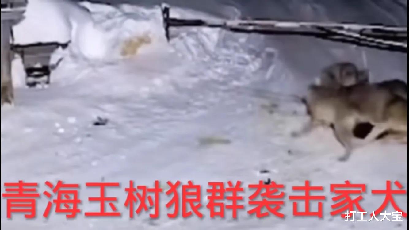 打工人大宝 青海玉树：家犬勇斗群狼，寡不敌众结局悲惨，网友：主人死哪里？