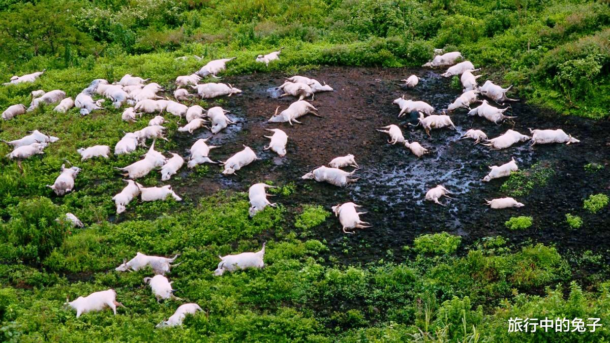科学家 非洲“怪湖”，一夜夺走2000人生命，专家抽干后在湖底找到元凶