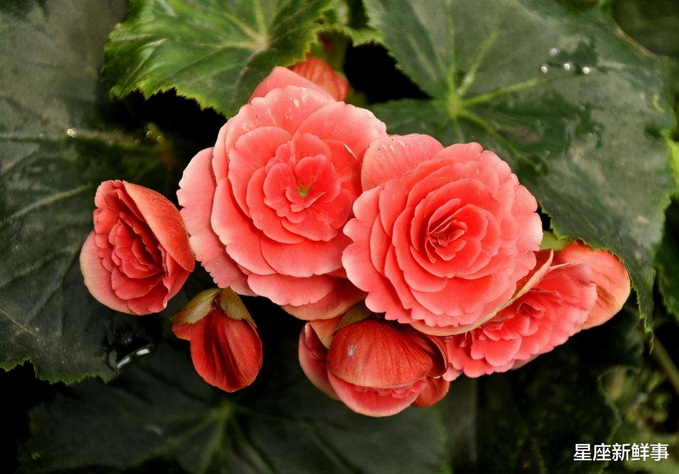 狮子座|3月末，这4个星座事业发展迅速，做出正确选择，成绩会更好！