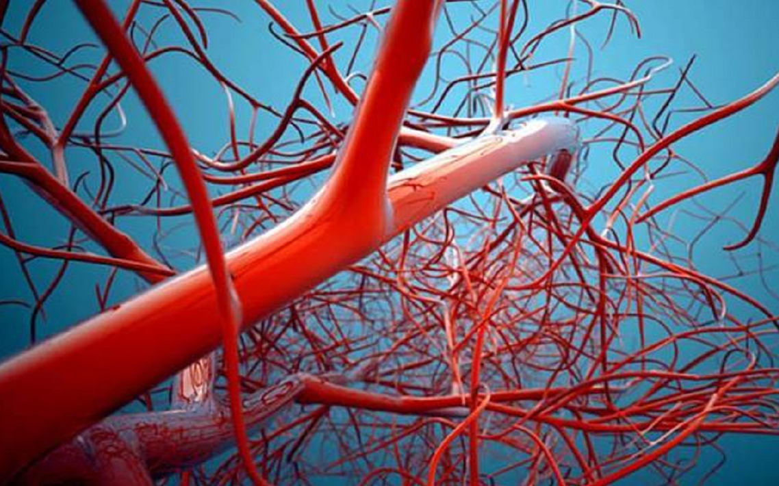 狼蛛 寿命增加50%?以色列科学家发现长寿新机制,关键在于血管通路