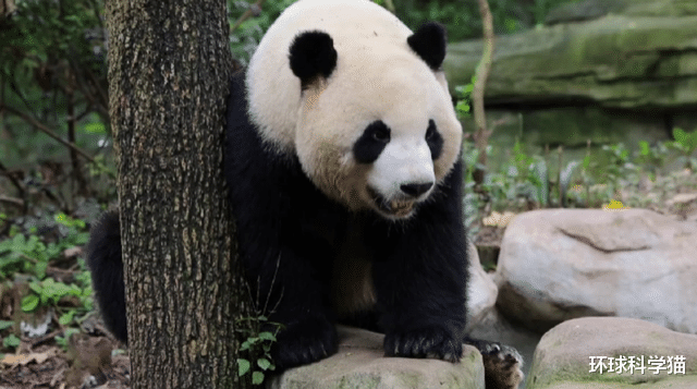 印度尼西亚|太残忍了！印尼极危小象被夹断鼻子死亡，人类正在攻陷它们的家园