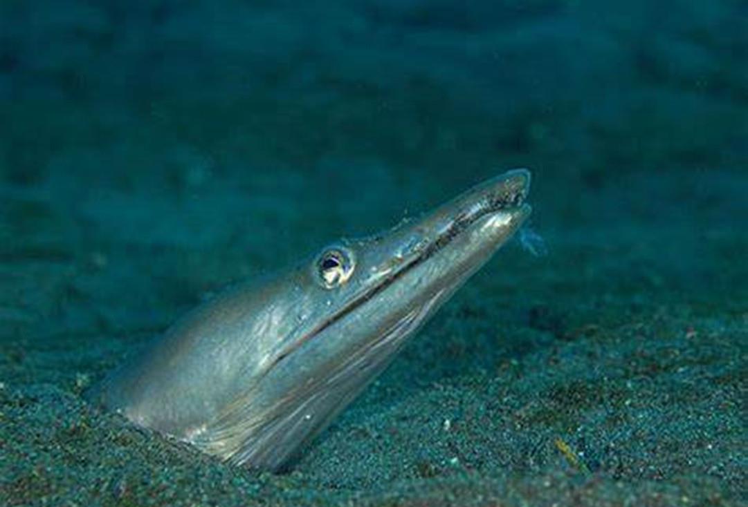 海洋生物 被天敌吞下肚子，也会奋力逃出生天，一起走近求生欲极强的动物