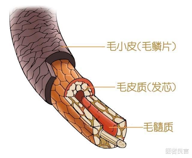 医者良言 为什么说长白头发是你身体发出的警告？