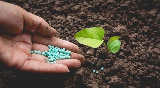 梵恩诗伊宁哥|一句“专业化”就能破解种地难题？政策下，农民不种地或赚更多