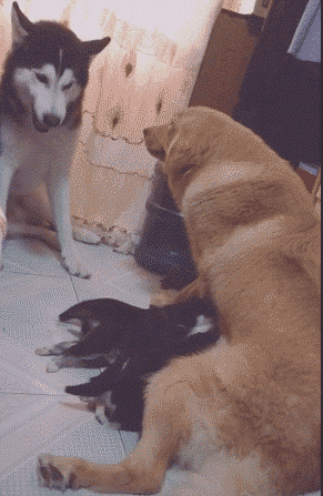 白娘子|“白素贞飞行的时候为什么要把一只手往前伸？”