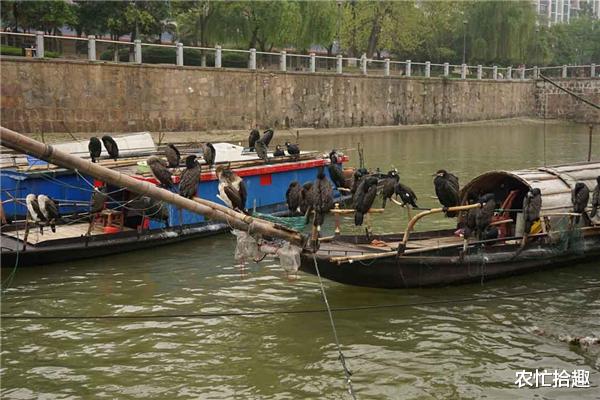 农忙拾趣 因太会抓鱼,被列入“黑名单”,如今一只上千元,已不多见