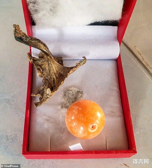 譯言網 泰國漁民撿到220萬元稀有珍珠擬賣中國富商，舉辦冰毒派對被逮捕