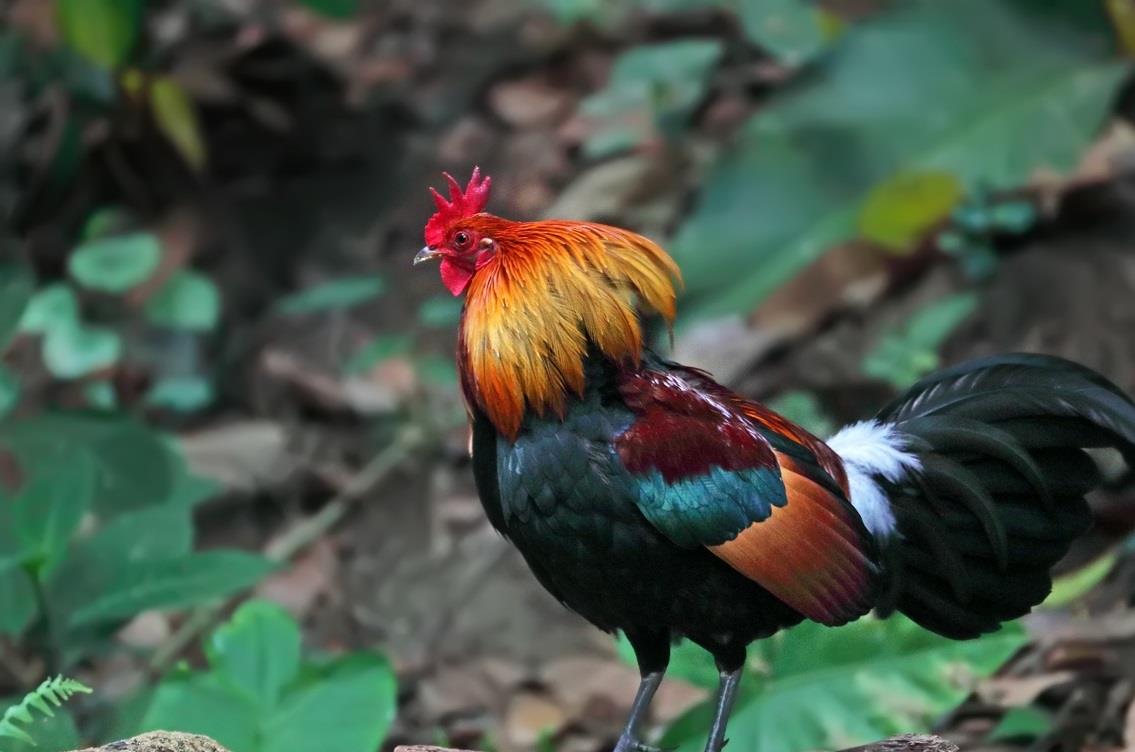 百艾堂|秋天为什么要少吃鸡肉？这几类人要注意