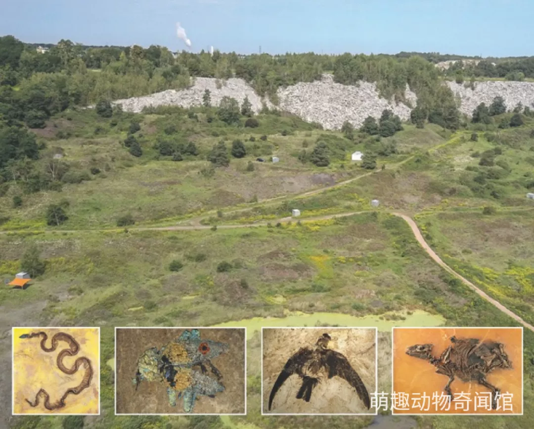 化石 德国考古新发现，4800万年岩层中的未知鸟类物种化石