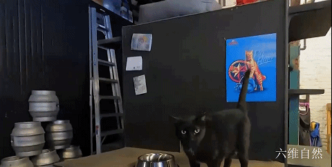 六维自然|美国芝加哥出现大量老鼠,为了灭鼠,该地区投放1000多只野猫捕鼠