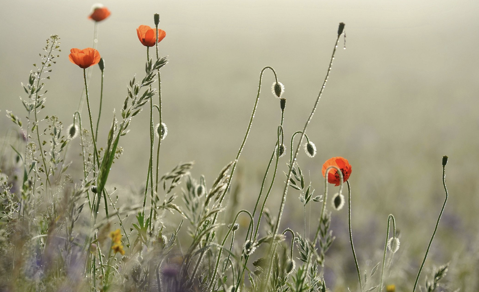 生肖夜读|8月，开个好头，打响翻身仗，3生肖赢得开门红，事业发展红红火火