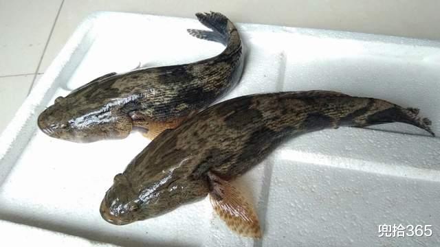 笋壳鱼|四川一男子野钓收获“怪鱼”,本以解密了新物种,真相却哭笑不得