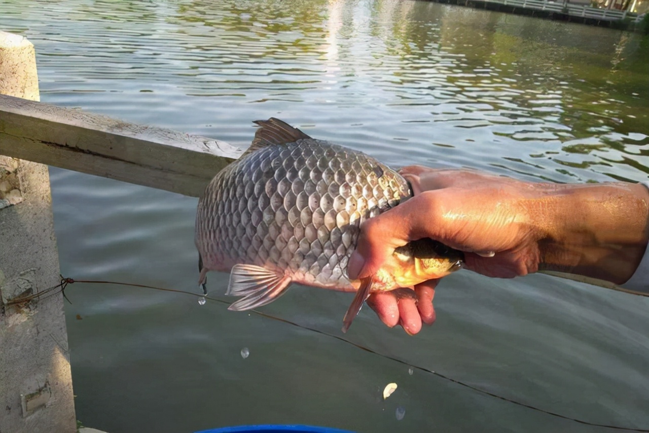 饵料|冬钓鲫鱼四大要诀，套路比技巧重要，熟练掌握后大板鲫轻松上钩