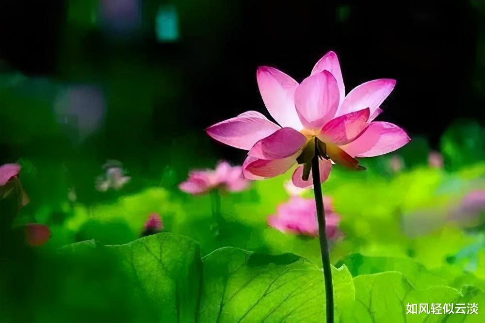 如风轻似云淡|人在单位，懂得人情世故的人，手机调成了静音