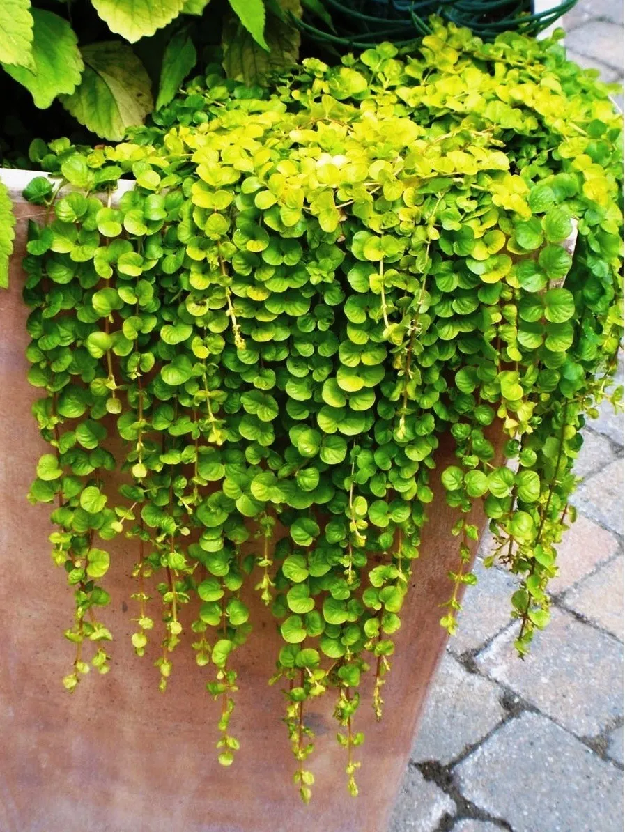 花最少的钱,打造最美的阳台小花园