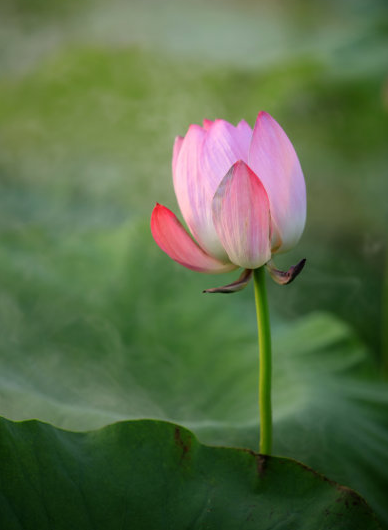 星临天下|9月中旬，喜鹊叫喜事来，4属相财聚八方，生活更精彩