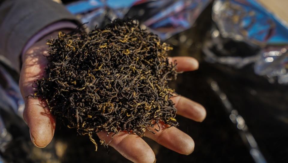 奶球妈咪聊|走进我国三大产茶大省,品极品茗茶,感受源远流长的茶文化