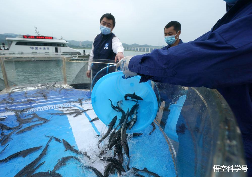 发电水库又大又深，鱼类越来越少，水进出太快鱼卵就没法孵化？