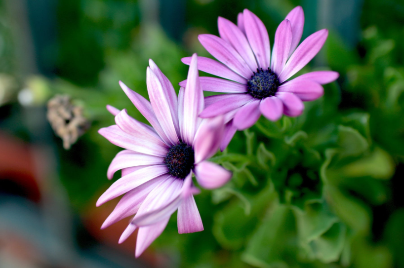 属马|6月中旬，职场顺遂，家庭兴旺，3大生肖富贵满堂，一生喜乐安康