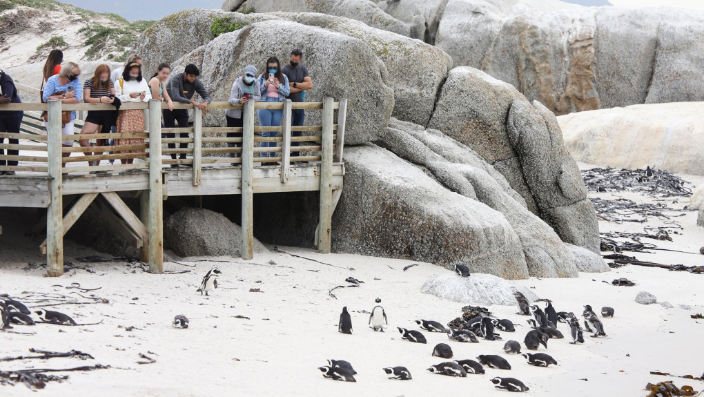  杀死63只非洲企鹅的海角蜜蜂有多“毒”？一只便能瓦解其他蜂群