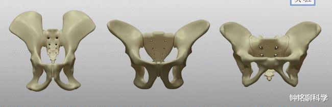  动物刚出生就会走，人类婴儿为何却没有任何生存能力？