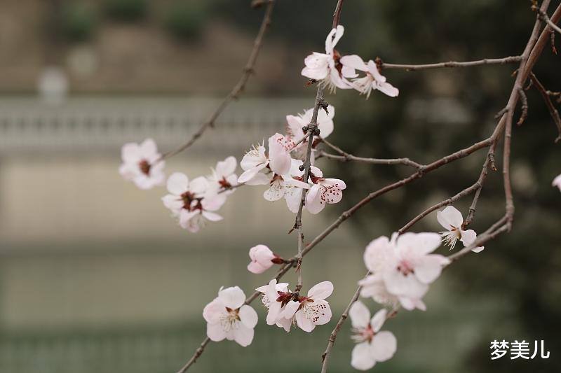 梦美儿 爱得越深，伤得越重