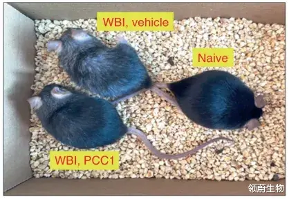 腱鞘炎|能延年益寿,还有助于抗癌!这种神仙物质就在我们丢弃的果皮和籽中