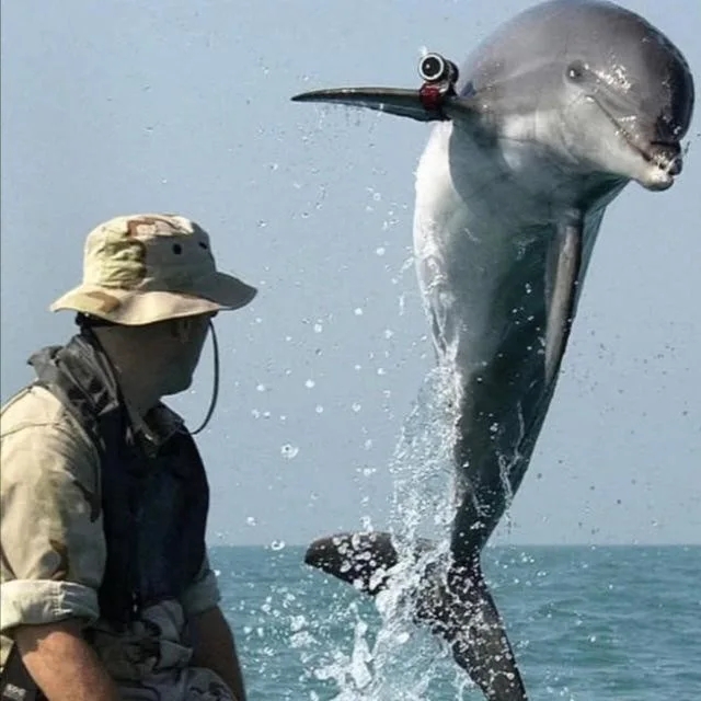 海豚|美军海豚兵不堪压迫，扫雷时突然叛变，叼起水雷炸毁2艘美军军舰