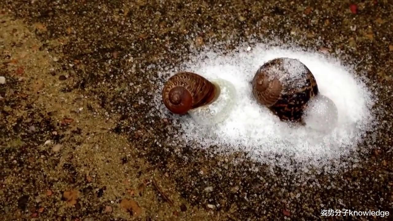 科学家 一博士杀死3只蜗牛，却变成了“尖沙咀狂徒”，这是怎么回事