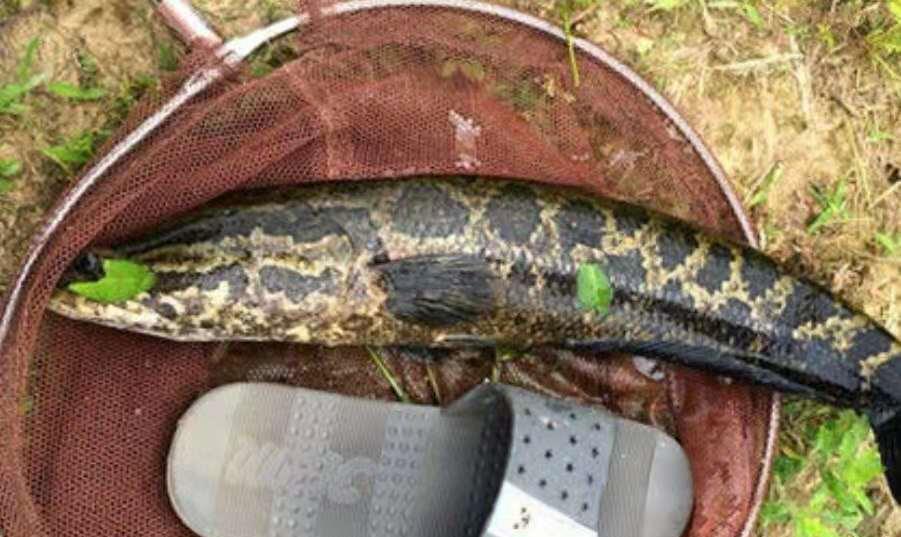 |黑鱼越大越不肯咬钩，没料到用了这狠招，老钓鱼人都甘拜下风