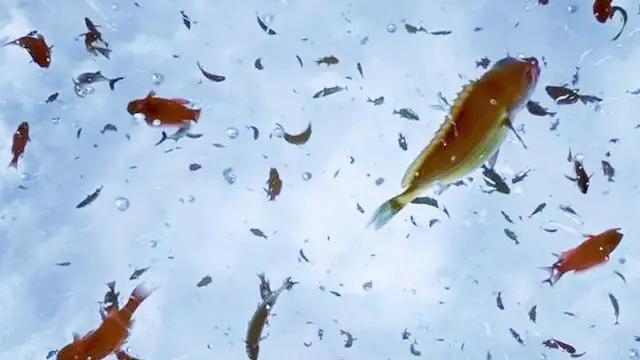 微生物 为何只要有水的地方，就会长出鱼？那些鱼都是从哪里来的呢？