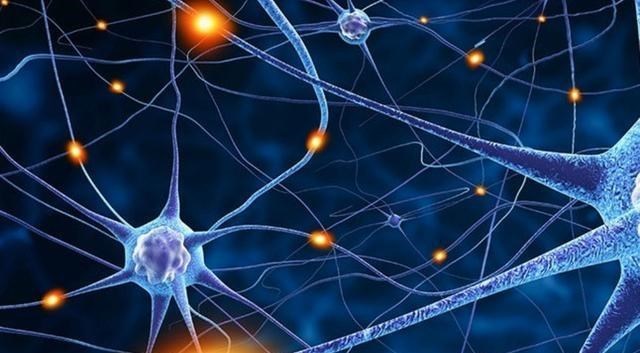 太空 章鱼有9个大脑能编辑基因，智商高到无法理解，为何没发展出文明