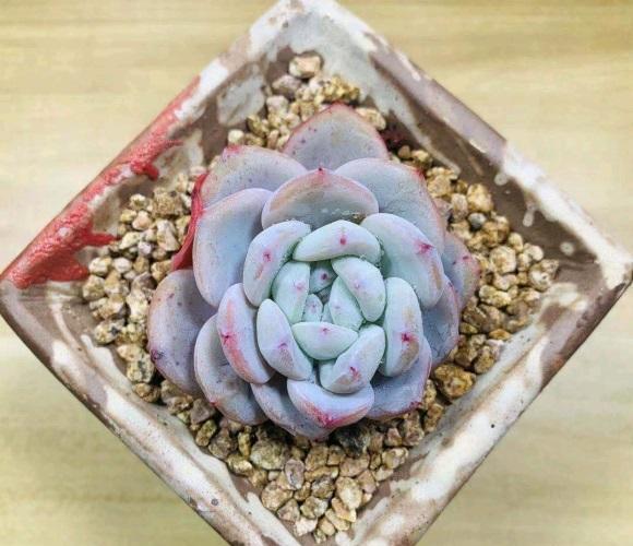 说说家装那点事儿|什么才是好多肉？价格贵就是好多肉吗？并不是，状态好才是真好