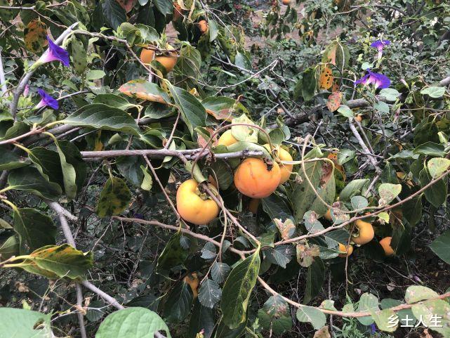 医生|九月十八霜降，老人说：“霜降用一宝，半年无病扰”，一宝指啥？