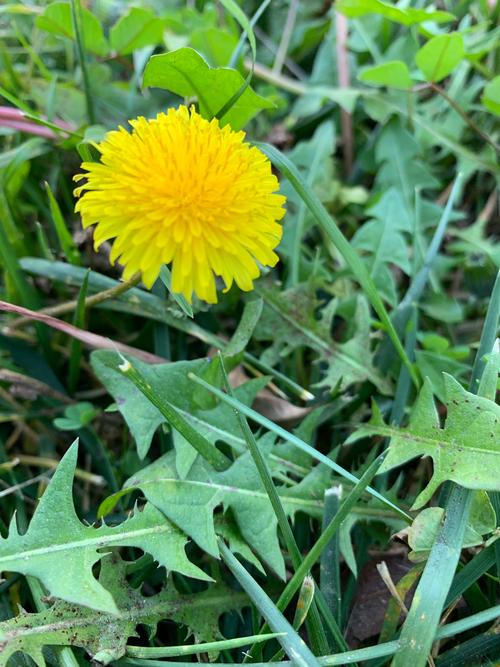 猪肚|餐桌上的药膳“专家”——蒲公英