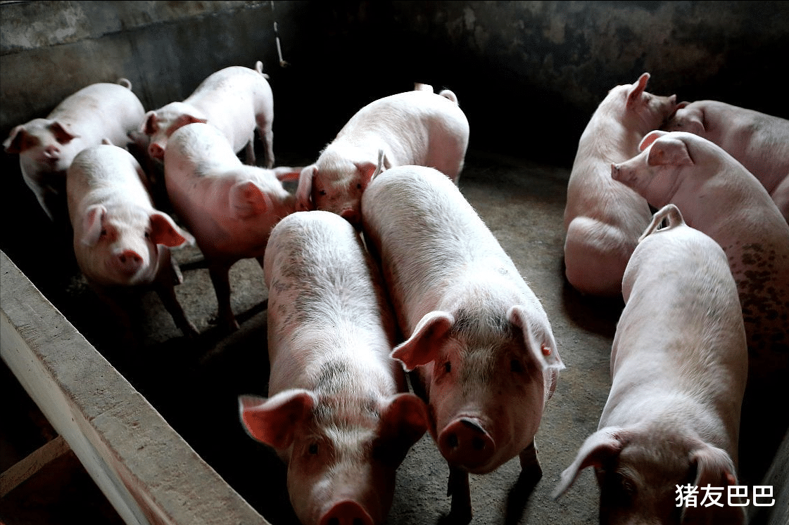 豬價重創53.2%，豬糧比跌破6: 1，母豬淘汰加劇，航天豬或再來襲？-圖2