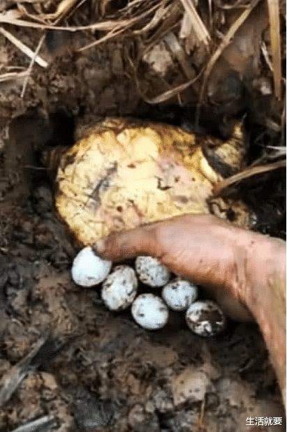 |男子湘江钓获大鳖，因个头太大不敢吃，龟鳖真会成精吗？