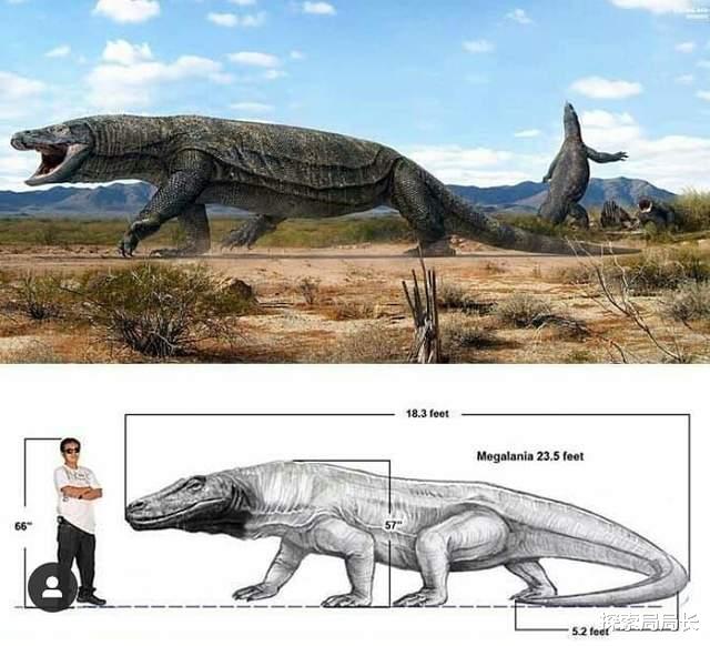 古生物学|古巨蜥：世界上存在过的最大体型蜥蜴，比科莫多巨蜥大10倍